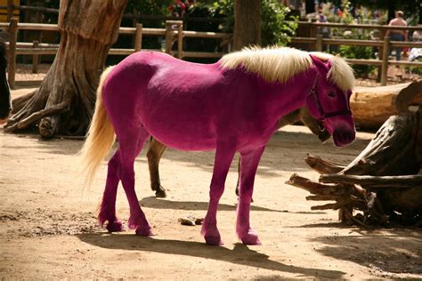 pink pony pascal terjan flickr