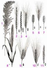 Getreide Getreidearten Unterscheiden Medienwerkstatt Weizen Rispe Abbildungen Roggen ähre Korn Gemerkt Besuchen sketch template