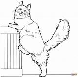 Coon Maine Coloring Pages Cat Printable Color Cats Main Drawing Mainecoon Version Click Designlooter Gif Drawings Ipad Compatible Tablets Android sketch template