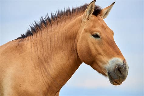 mongolian wild horse extinct