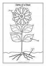 Plant Parts Worksheets Labelling Sparklebox Flower Plants Coloring Colouring Kids Pages Printable Grade Nursery Science Lessons Boy sketch template
