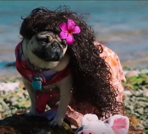 jen on twitter why does this pug dressed up as moana look like