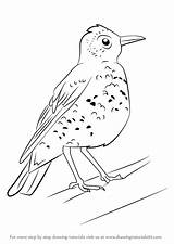 Thrush Drawing Draw Wood Step Tutorials Birds Drawingtutorials101 Animals Learn Ptarmigan Getdrawings sketch template