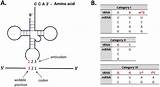 Trna Life Genetic Non Special Codon Issue Figure sketch template