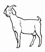 Goat Coloring Pages Kids Wild Animal Drawing Goats Colouring Sheet Line Clipart Printable Clip Pygmy Color Boer Female Printables Animals sketch template