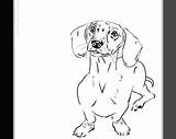 Dachshund Pages Haired Long Coloring Template Templates sketch template