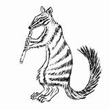 Numbat Coloring Pages Color Animal Animals Sheet Animalstown Town Designlooter Choose Board sketch template