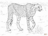 Cheetah Gepard Ausmalbilder Ausmalen Malvorlagen Drucken Printen Disegni Kinder Animali sketch template