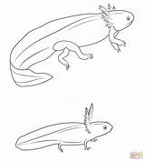 Salamander Larve Larvae sketch template