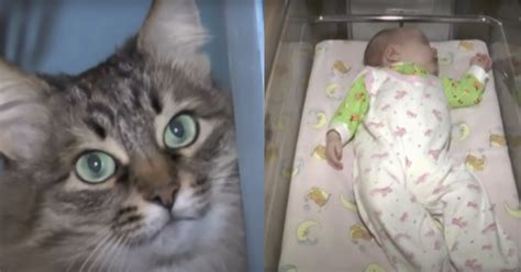 heroic cat saves abandoned baby  freezing  death iheartcatscom
