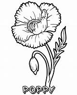 Poppy Coloring Flowers Topcoloringpages Poppies sketch template