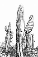 Cactus Saguaro Coloring Pages Print Template Printable Usa sketch template