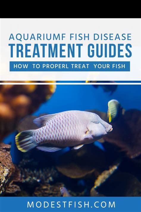 aquarium fish disease guide symptoms treatments