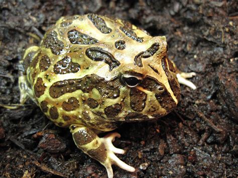 horned frog pacman frog care sheet amphibian care