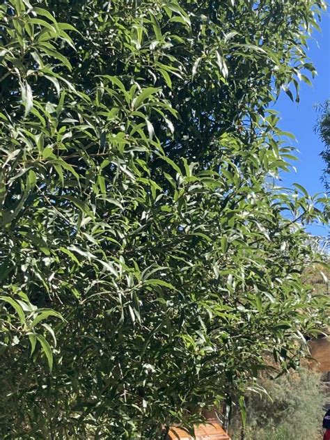 boom  de dierentuin van barcelona groeninfocom tuinforum