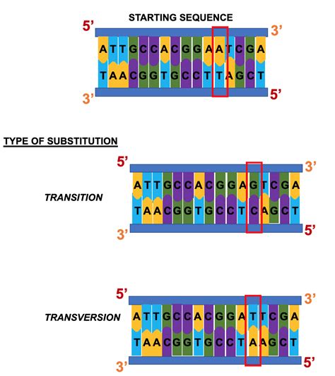 Types Of Dna Mutations Wize University Biology Textbook Wizeprep