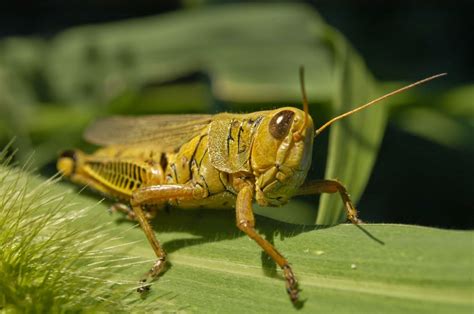 john clare weblog adventures   grasshopper excerpt