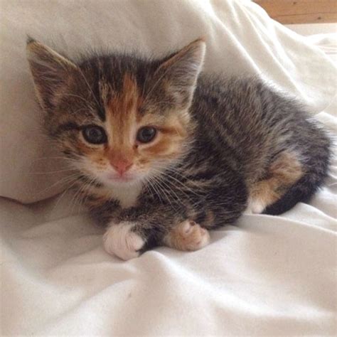 E S Cutest Cat 2014 Vote In The Top 10 E News