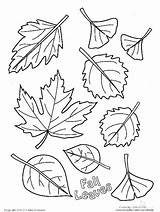 Coloring Fall Pages Leaves Autumn Leaf Kids Thanksgiving Falling Preschool Printable Tree Maple Color Drawing Disney Year Old Sugar Sheets sketch template