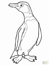 Emperor Coloring Penguin Getdrawings sketch template
