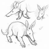 Aardvark Getdrawings Drawing sketch template