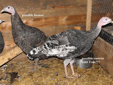 Help Me Identify And Sex This Turkey Turkeys Backyard