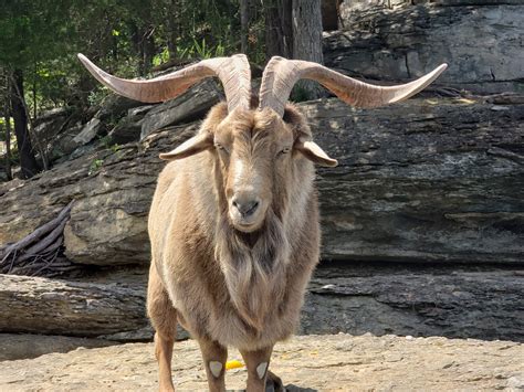 reports  lake cumberland tourist attraction billy  goat