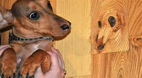 people   dog faces  wood   strangely amazing