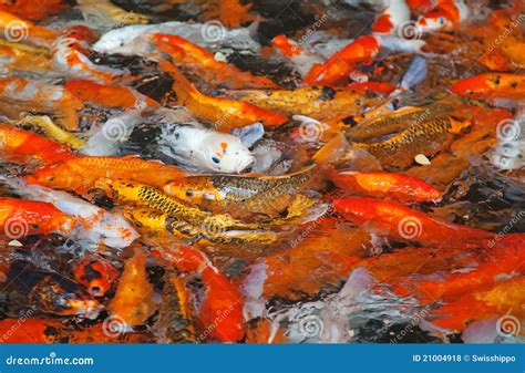 colorful koi fish royalty  stock  image
