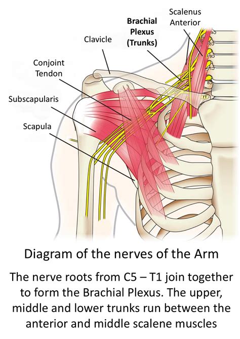 anatomy   upper limb brachial plexus sexiezpix web porn