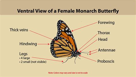 monarch butterfly id and gallery naturedigger