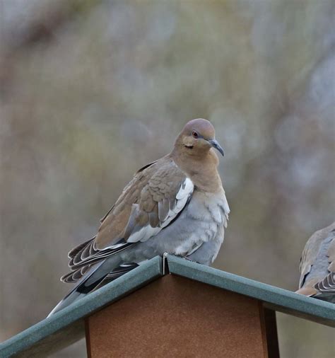 pictures  information  white winged dove