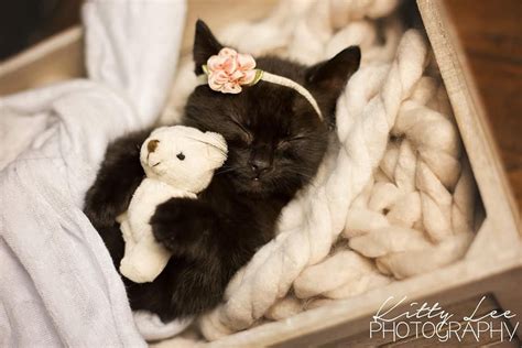 This Tiny Kitten S Newborn Photoshoot Will Melt Your Heart