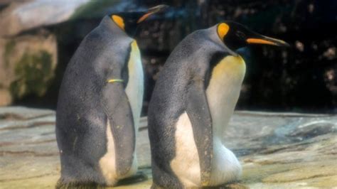 پنگوئن‌های همجنس‌گرا از تخم‌های رهاشده مراقبت می‌کنند Bbc News فارسی