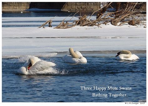 swan lovers