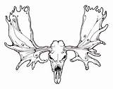 Moose Antlers sketch template