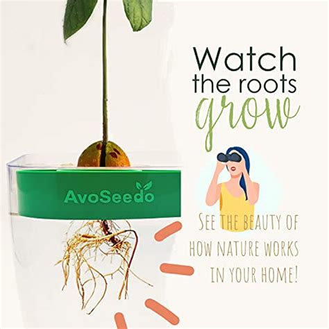 Avoseedo Avocado Tree Growing Kit – Practical Gardening Ts For Women