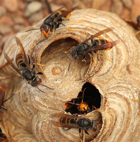 hoe de aziatische hoornaar te stoppen tuinadvies