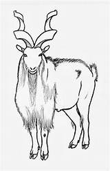 Markhor National Animal Drawing Pakistan Worksheet Animals Line Coloring Drawings Clip Search Vbs Tree Guide Kindergarten Yahoo sketch template