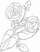 Coloring Bud Begonia Two Bright Colorful Flowers sketch template