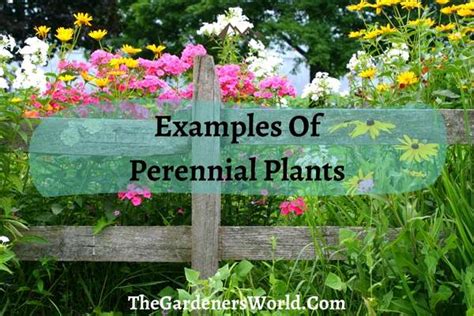 popular perennial plants  plant   garden  gardeners world