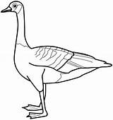 Goose Coloring Pages Printable Color Kids Animal Canada Sheets Ducks Duck Colouring Choose Board sketch template