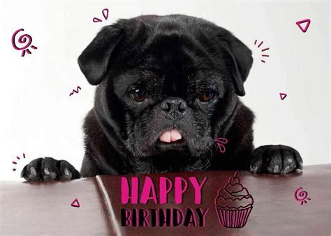 black pug happy birthday postcard  love pugs