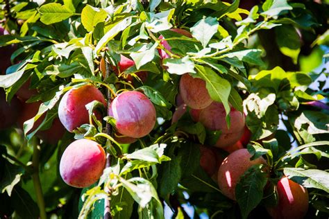 prune plum trees