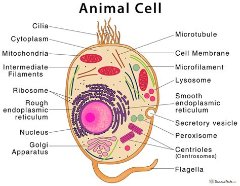 animal cell structure parts functions types  diagram