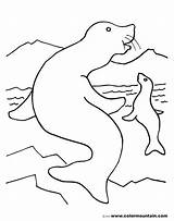 Seal Coloring Pages Harp Baby Elephant Template Getcolorings Color Pup Getdrawings Colorings Popular Activity sketch template