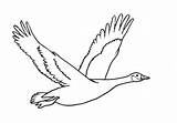 Goose Canada Flying Draw Easy Step sketch template