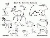 Coloring Animals Desert Pages Popular Colouring sketch template