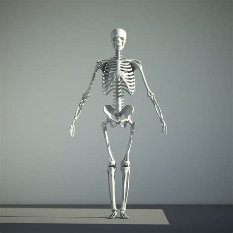 skeleton   model ds max freed