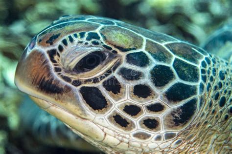 face turtle stock image image  carapace nature planet